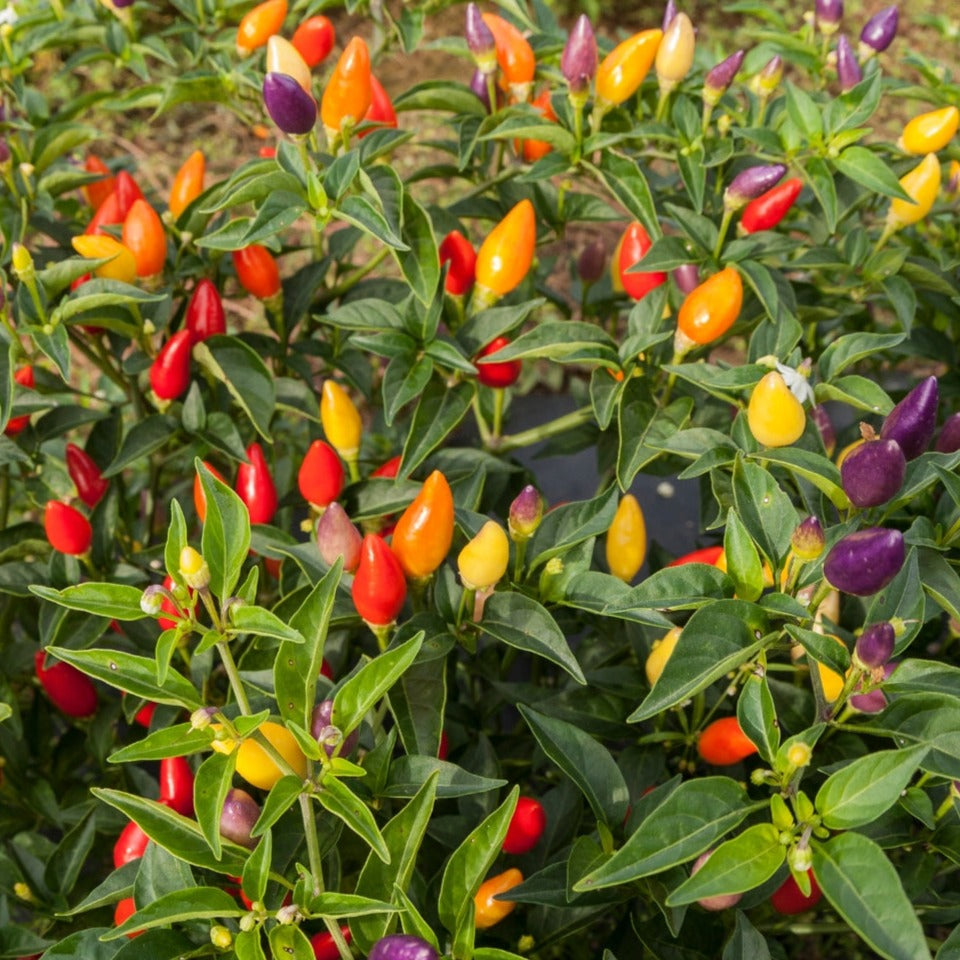 Firecracker Ornamental Pepper by MIgardener