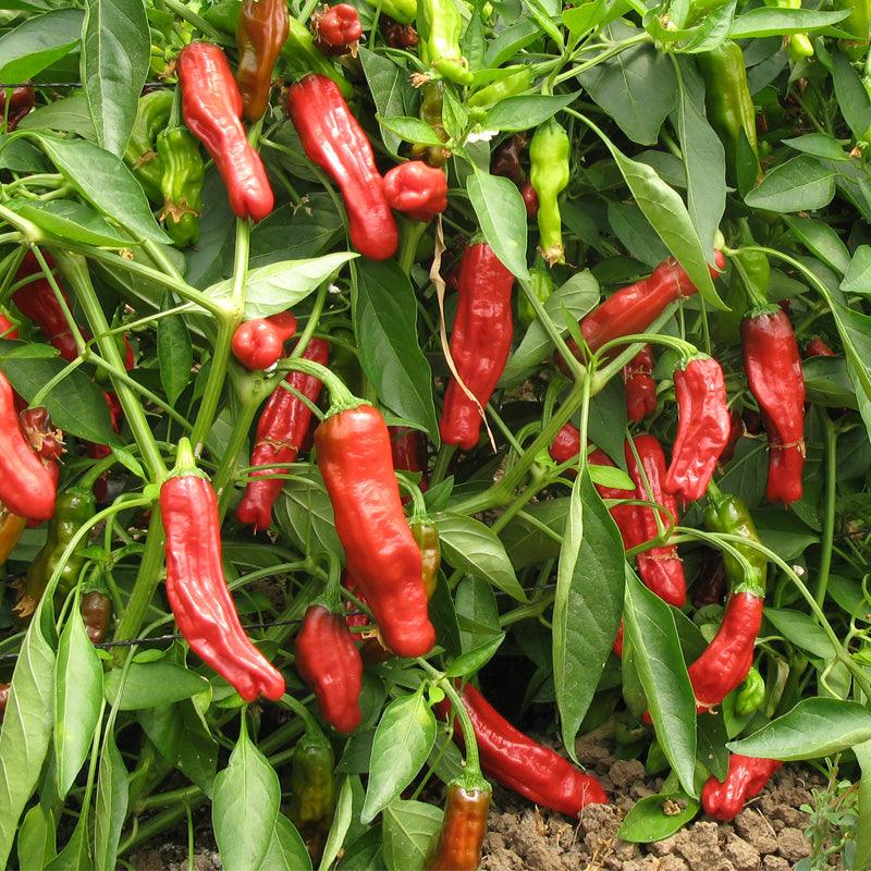 Shishito Pepper Seeds (Organic), image 2 of 3