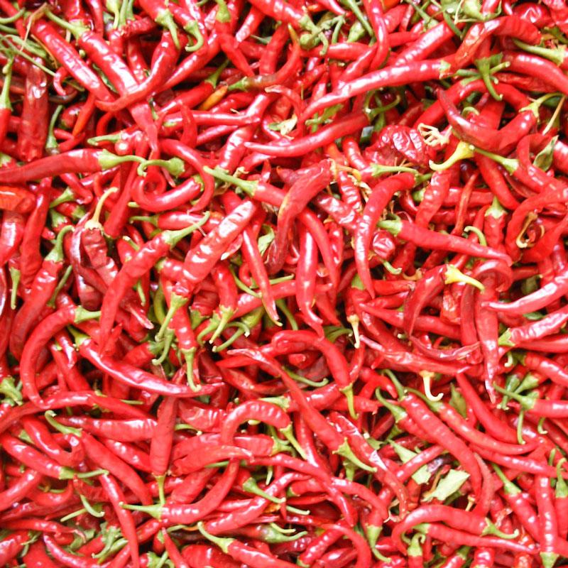 Hot Cayenne Slim Pepper Seeds (Organic), Garden from Grow Organic