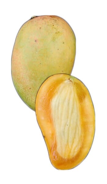 Philippine Filipino Mango Tree, Manila Grafted, Fruit Trees from Everglades Farm