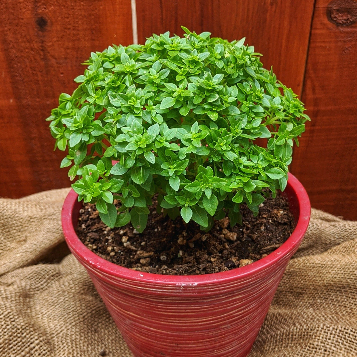 Piccolino Basil by MIgardener