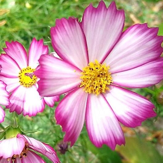 Picotee Cosmo by MIgardener