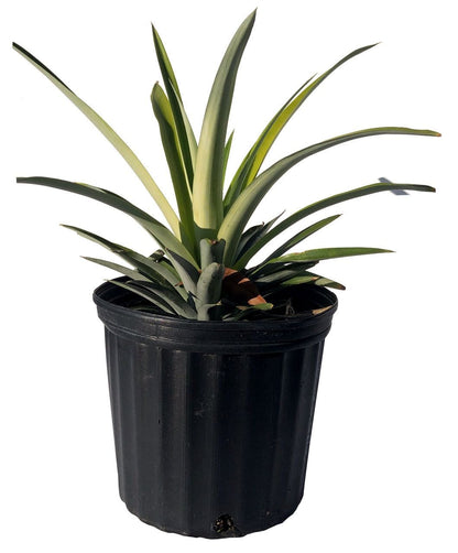 Sugar Loaf Pineapple Plant, Fruit Trees from Everglades Farm