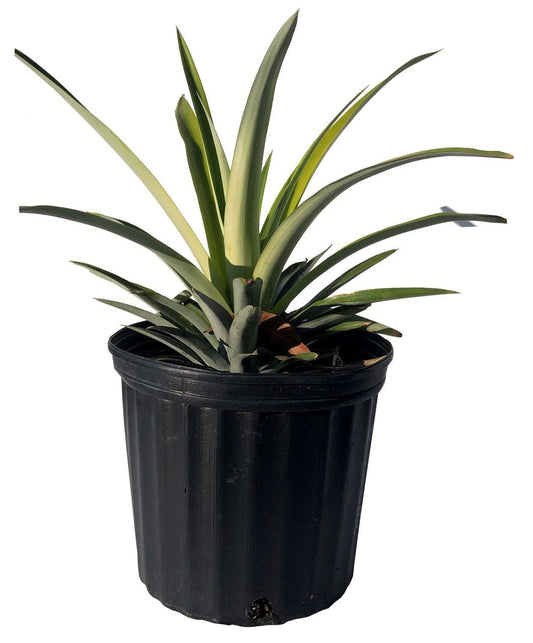 Sugar Loaf Pineapple Plant, Fruit Trees from Everglades Farm