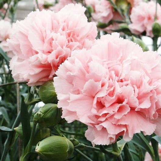 La France Carnation by MIgardener