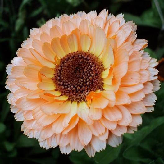 Pink Surprise Calendula by MIgardener