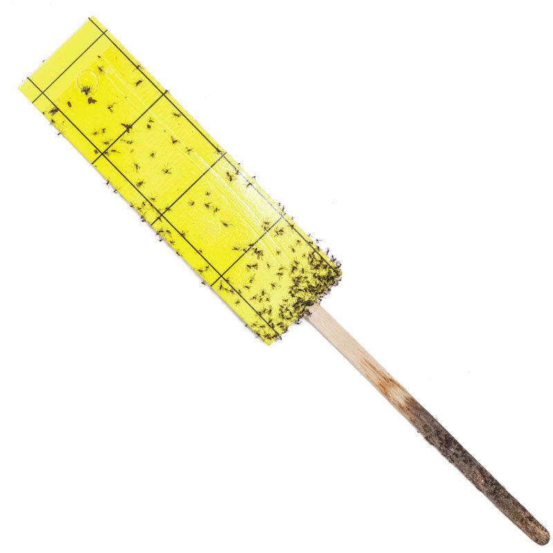 Gnat Stix for Houseplants, image 3 of 3