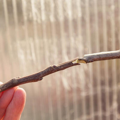 Zenport Grafting Tool - Omega Style, Garden from Grow Organic