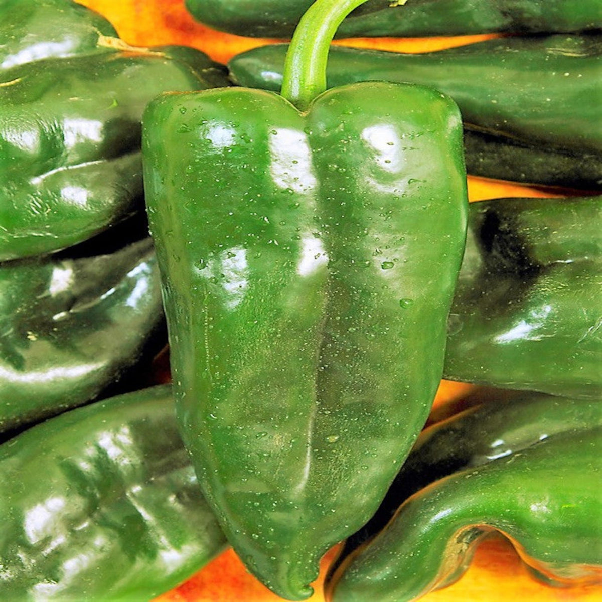 Poblano Mild Hot Pepper Seeds by Papaws Garden Supply