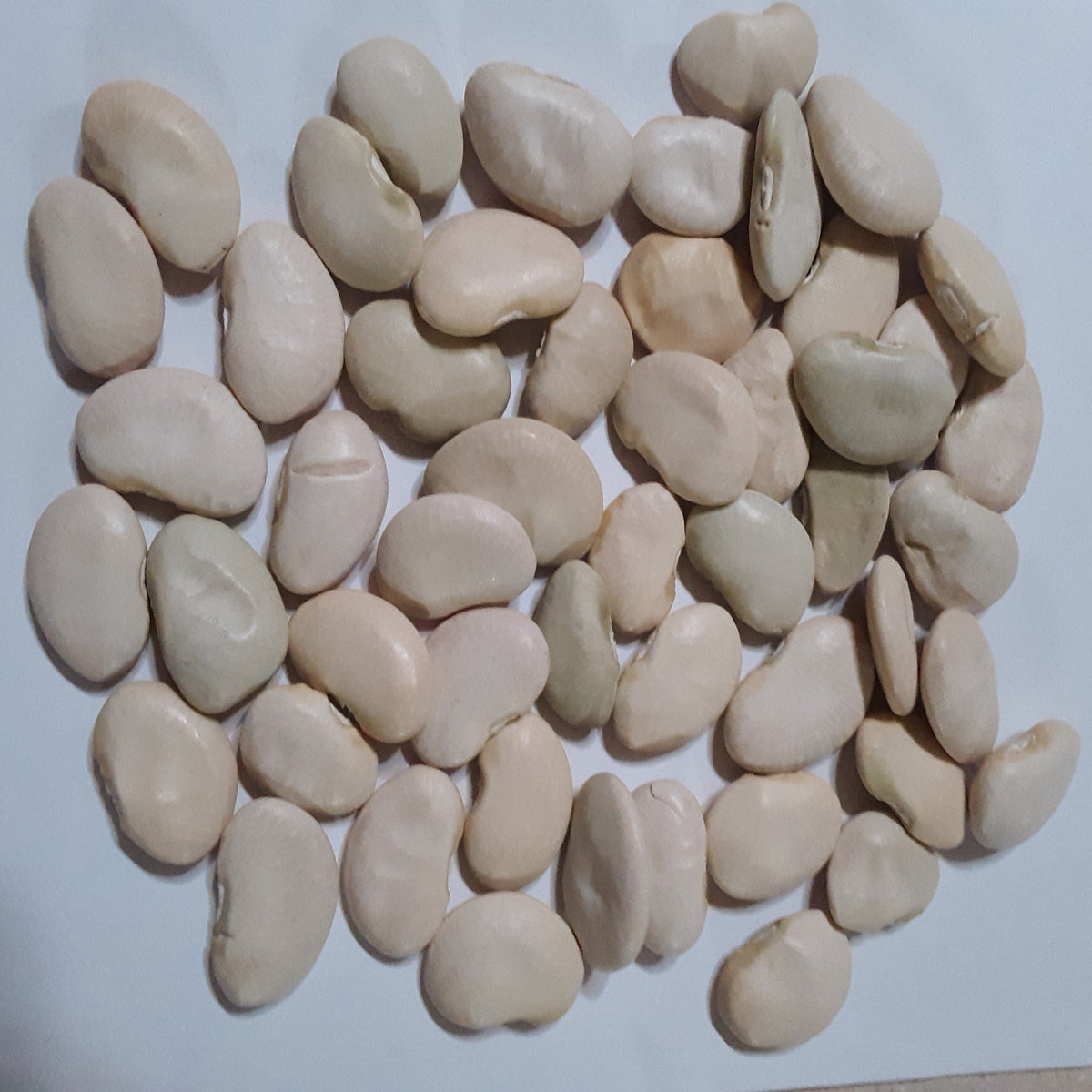 Pole Lima Bean King of the Garden Seeds, image 2 of 6