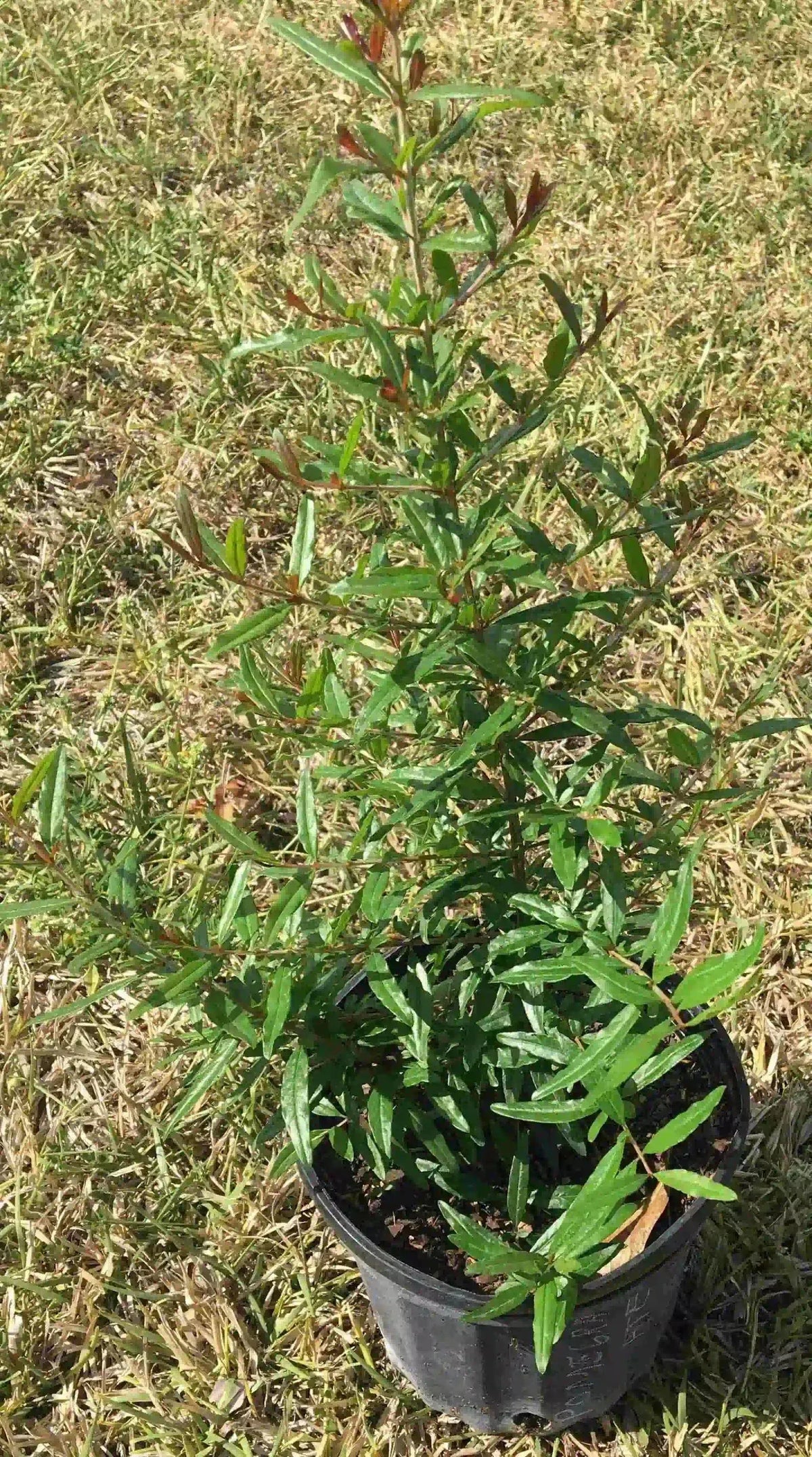 Wonderful Pomegranate Tree, Red Fruit, Fruit Trees from Everglades Farm