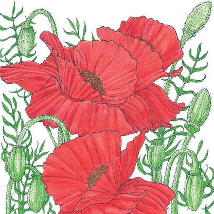 Poppy, Corn (1/4 lb), Garden from Grow Organic