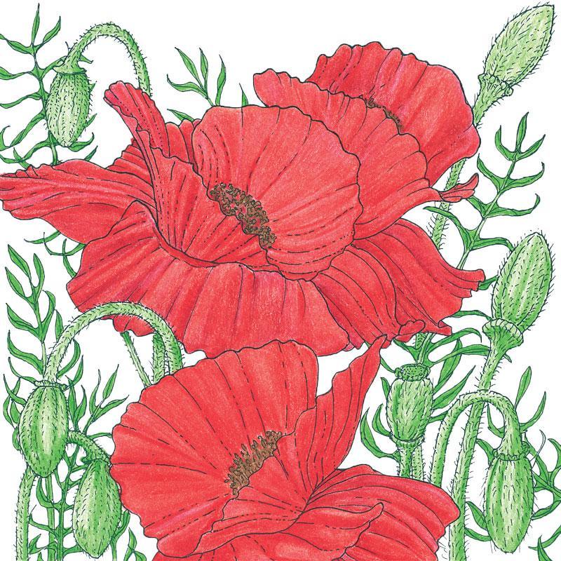 Poppy, Corn (lb), Garden from Grow Organic