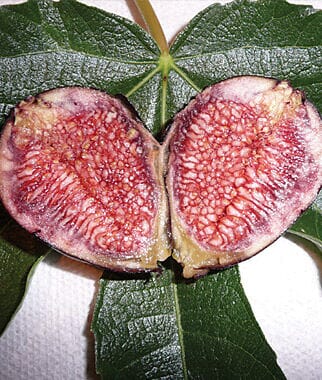 Violet de Bordeaux Dwarf, Fig Tree, Fruit Trees from Everglades Farm