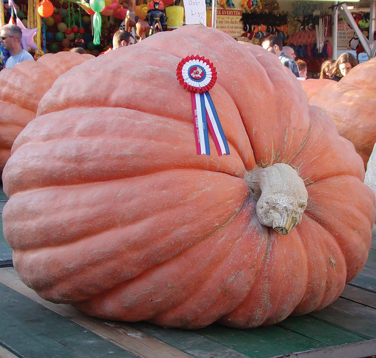 State Fair Winner Giant Pumpkin by MIgardener