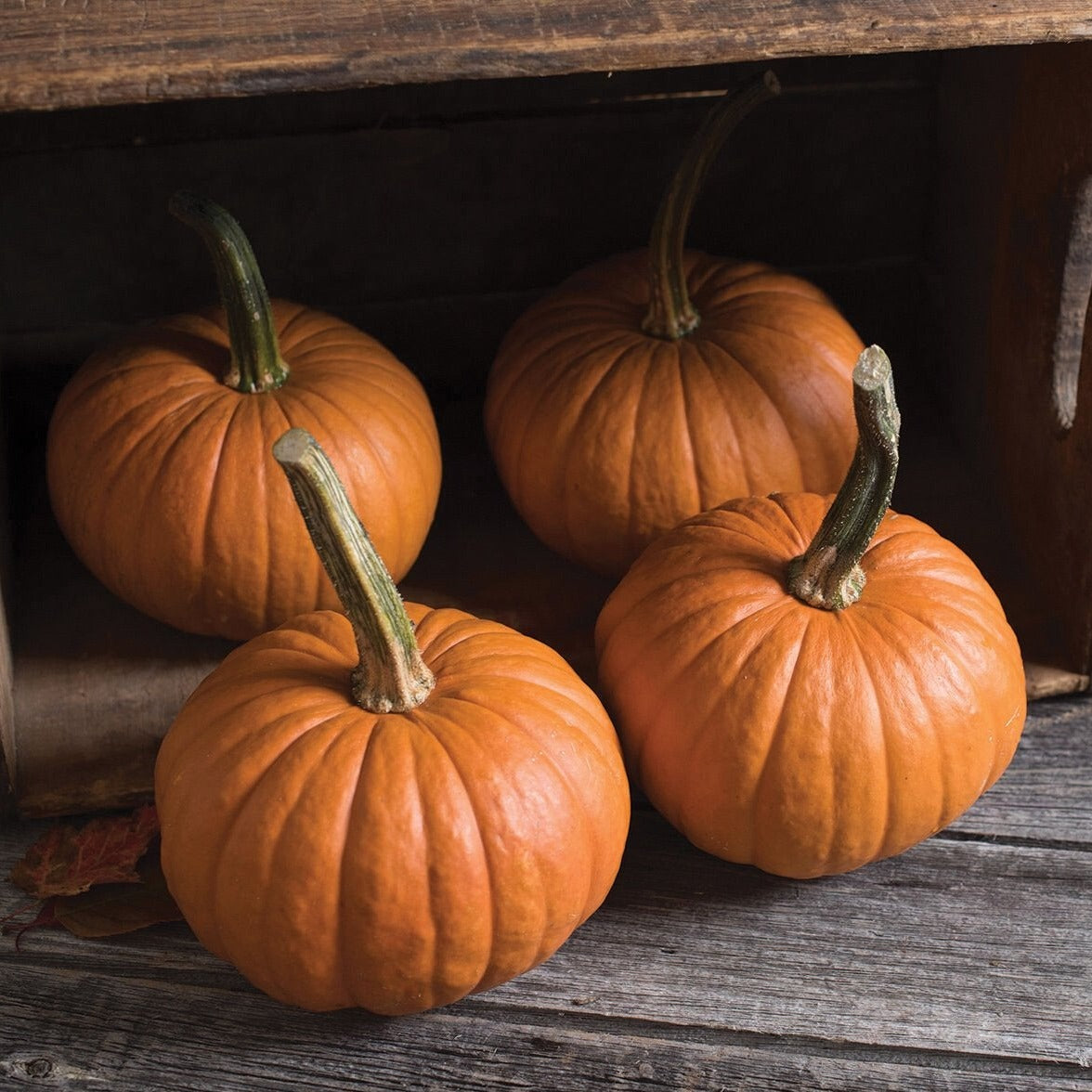 Baby Bear Pumpkin by MIgardener