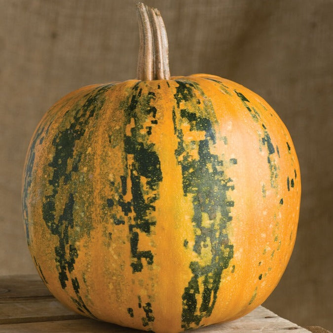 Kakai Pumpkin by MIgardener