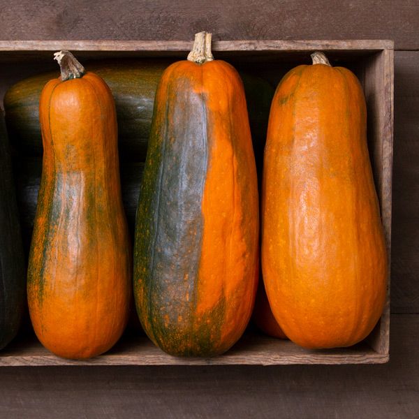 Long Pie Pumpkin by MIgardener