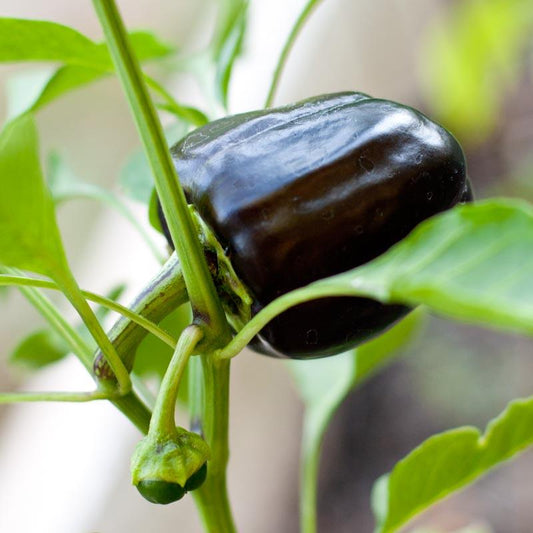 Purple Beauty Sweet Pepper Seeds (Organic), Garden from Grow Organic