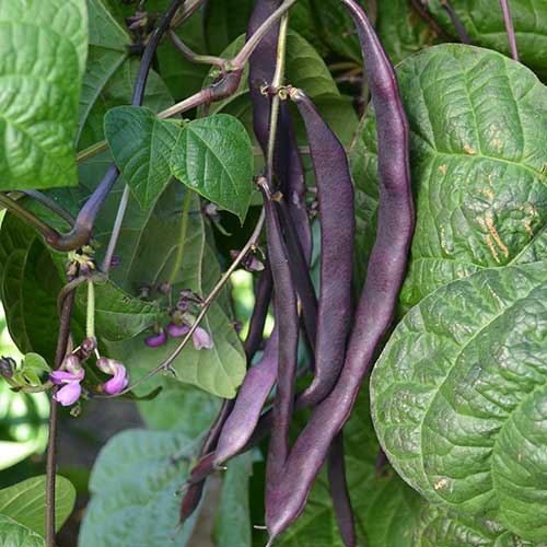 Purple pod Heirloom Pole Bean Seeds by Papaws Garden Supply
