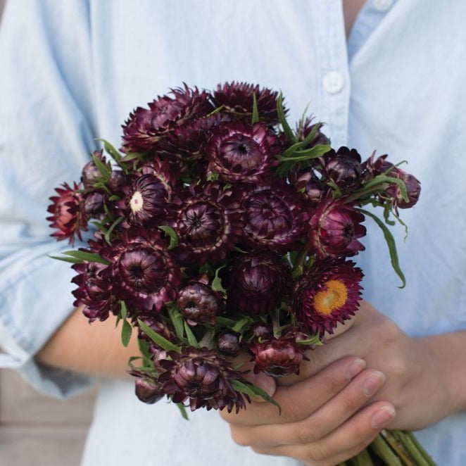 Purple Strawflower by MIgardener