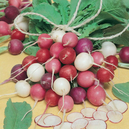 Easter Egg Mix Radish Seeds (Organic), Garden from Grow Organic