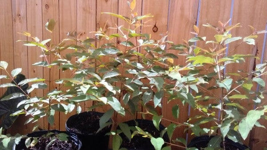 Rainbow Eucalyptus Mindanao Gum Tree, Fruit Trees from Everglades Farm