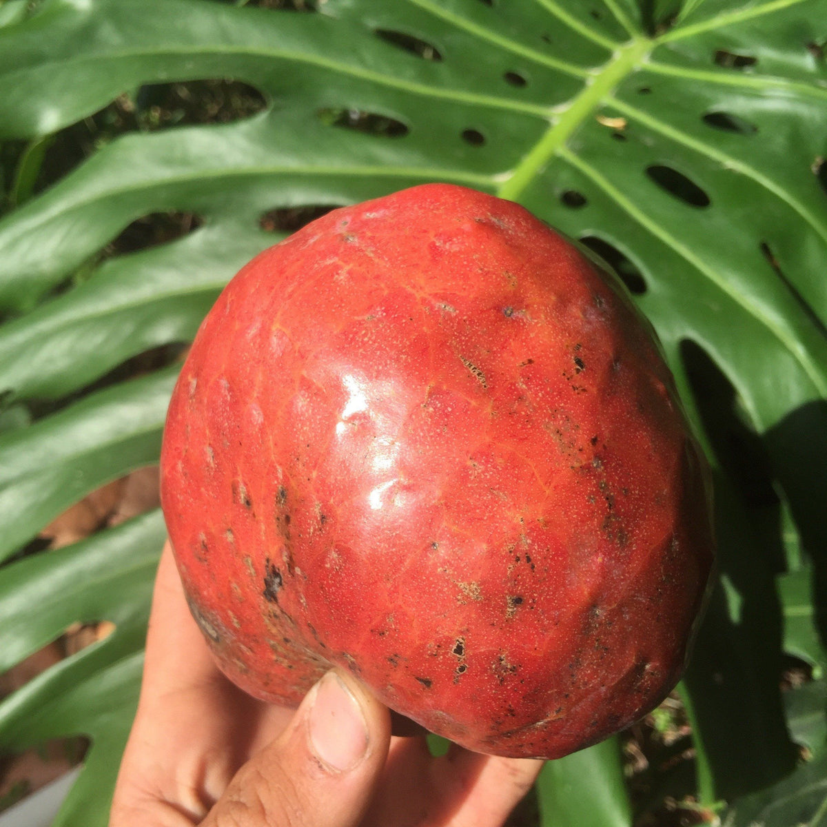 Red Custard Apple, Chirimoya Tree, Fruit Trees from Everglades Farm