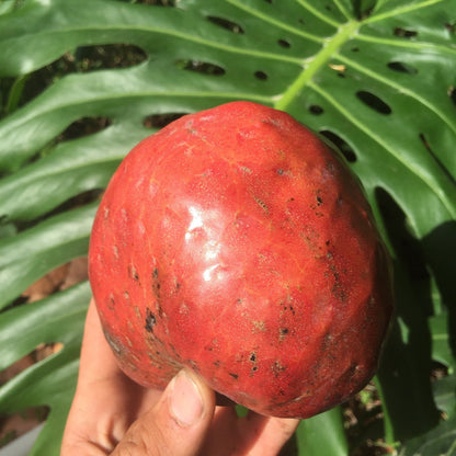 Red Custard Apple, Chirimoya Tree, Fruit Trees from Everglades Farm