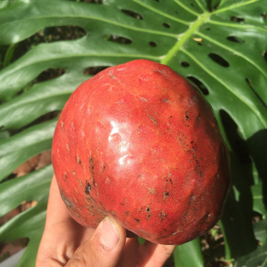 Red Custard Apple, Chirimoya Tree, Fruit Trees from Everglades Farm