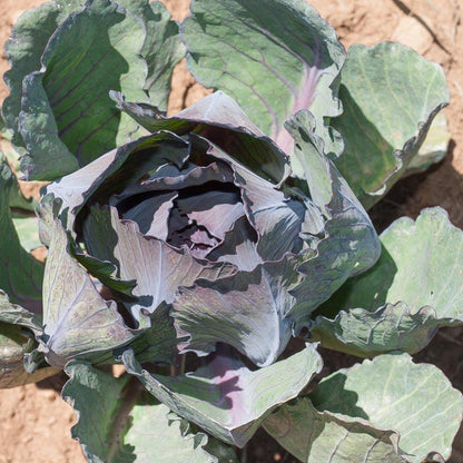 Express Red Cabbage Seeds (Organic), Garden from Grow Organic