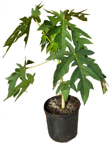 Red Lady Papaya Dwarf Tree, Fruit Trees from Everglades Farm