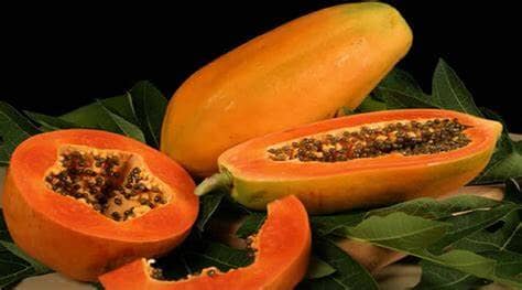 Red Lady Papaya Dwarf Tree, Fruit Trees from Everglades Farm