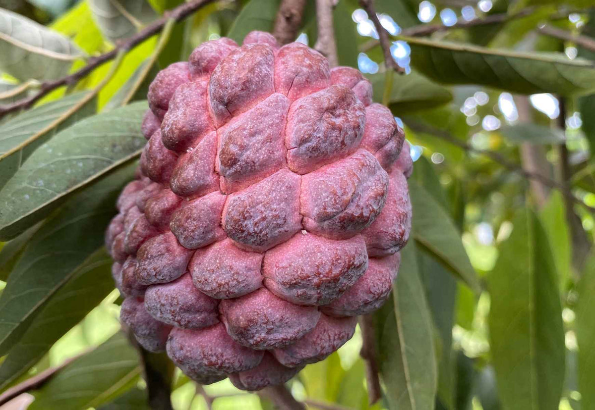 Red Sugar Apple, Sweetsop, Annona Tree, Fruit Trees from Everglades Farm