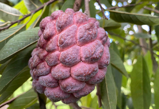 Red Sugar Apple, Sweetsop, Annona Tree, Fruit Trees from Everglades Farm