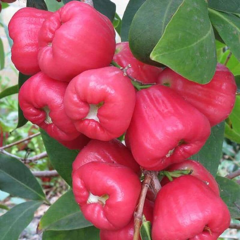 Red Wax Jambu Tree, Fruit Trees from Everglades Farm