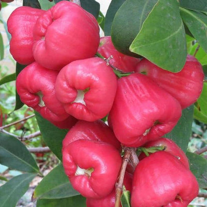 Red Wax Jambu Tree, Fruit Trees from Everglades Farm