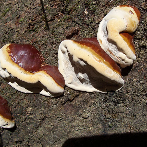 Reishi Mushroom Plugs - (Ganoderma spp.), Garden from Mushroom Mountain