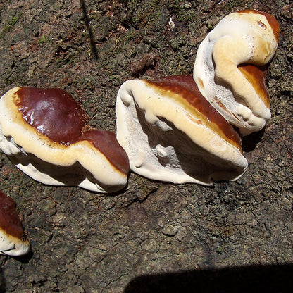 Reishi Mushroom Plugs - (Ganoderma spp.), Garden from Mushroom Mountain