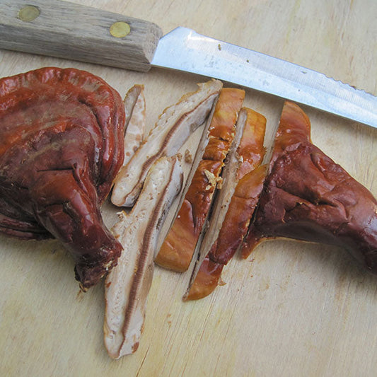 Reishi Mushroom Plugs - (Ganoderma spp.), Garden from Mushroom Mountain