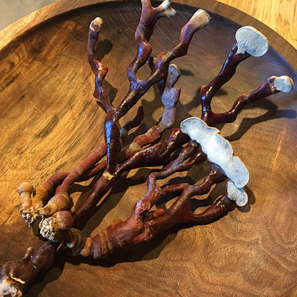 Reishi Mushroom Plugs - (Ganoderma spp.), Garden from Mushroom Mountain