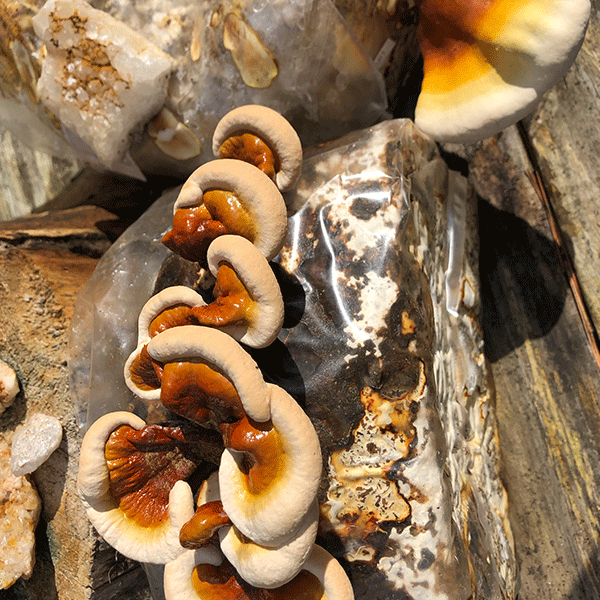 Reishi Fruiting Kit, Garden from Mushroom Mountain