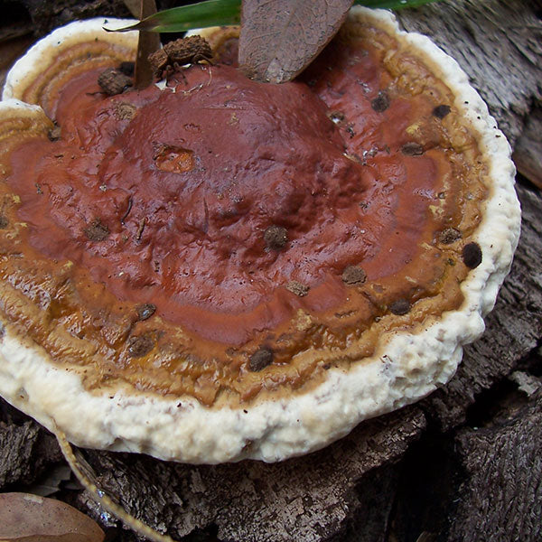 Reishi Mushroom Plugs - (Ganoderma spp.), Garden from Mushroom Mountain