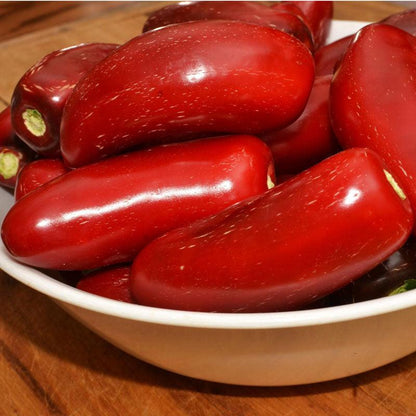 Hot Jalapeno Early Pepper Seeds (Organic), Garden from Grow Organic