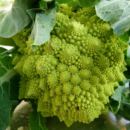 Romanesco Broccoli Seeds (Organic), Garden from Grow Organic