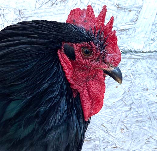 Saveacomb - Herbal Winter Care For Combs & Wattles from Dahlia Pets