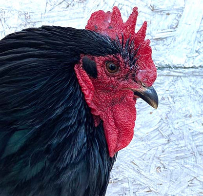 Saveacomb - Herbal Winter Care For Combs & Wattles from Dahlia Pets