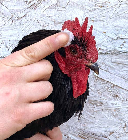 Saveacomb - Herbal Winter Care For Combs & Wattles from Dahlia Pets