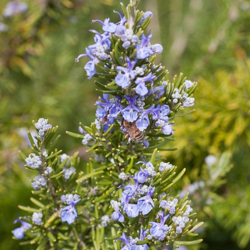 Rosemary Seeds (Organic)