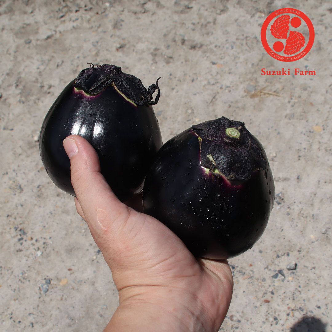 KAMO Eggplant | Suzuki Farm | 2 pc, image 2 of 2